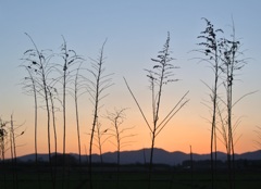 夕景