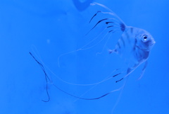 踊る魚