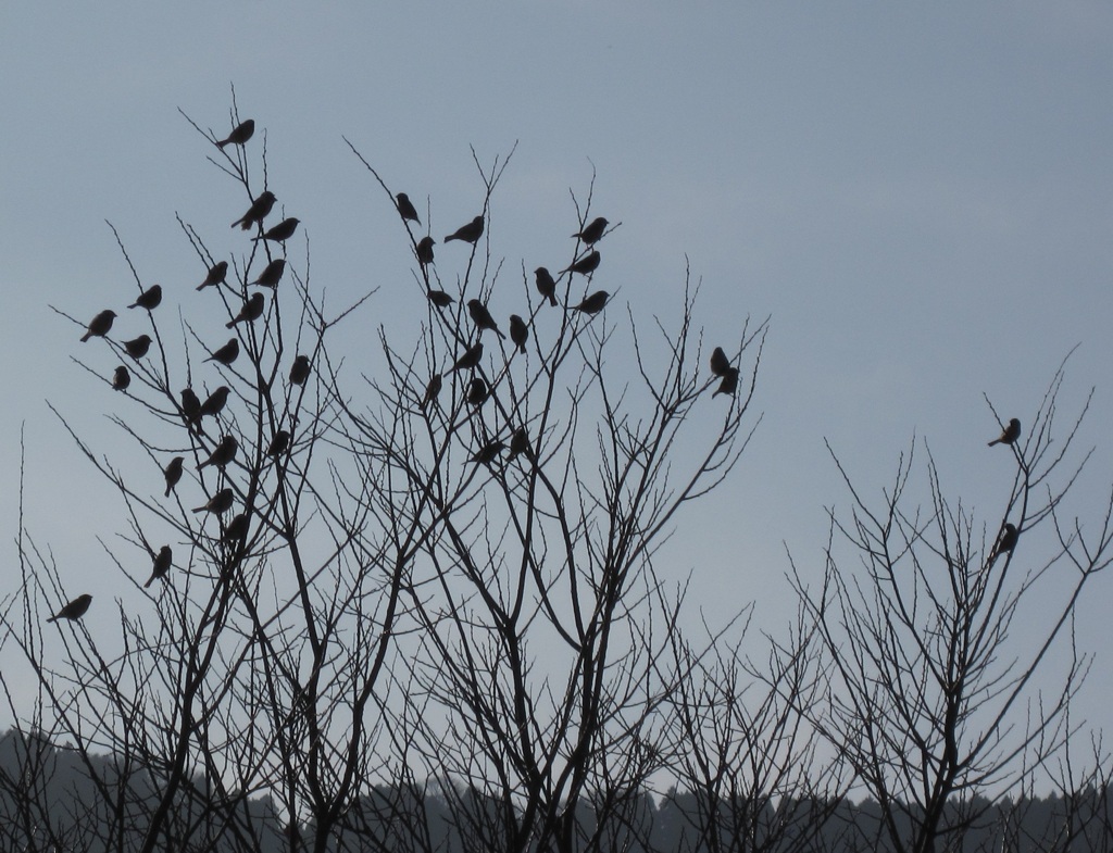 鳥の夕暮れ