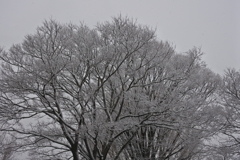 雪桜