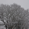 雪桜