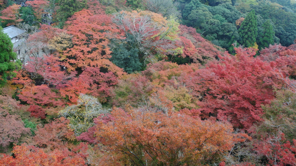 紅葉の海