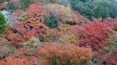 紅葉の海