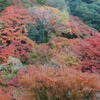 紅葉の海
