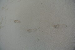 砂浜の足跡