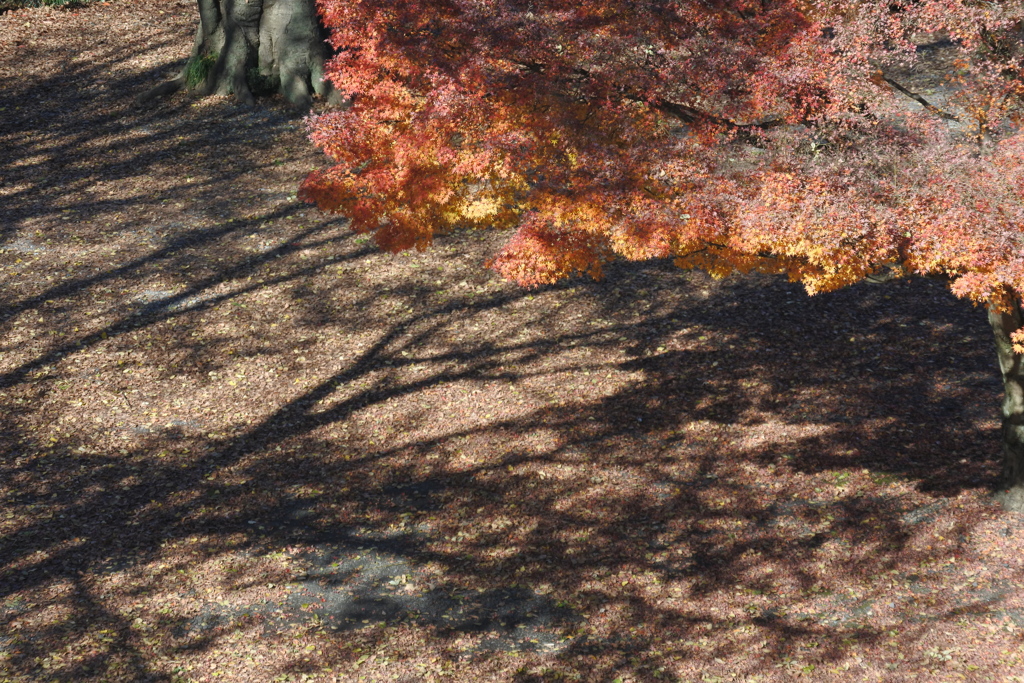 紅葉と影
