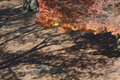 紅葉と影