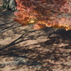 紅葉と影