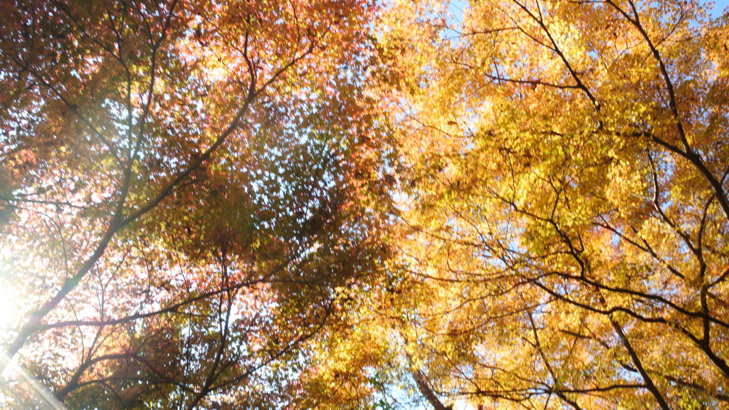 紅葉幻想Ⅱ