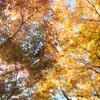 紅葉幻想Ⅱ
