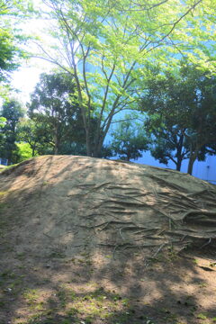 丘の春