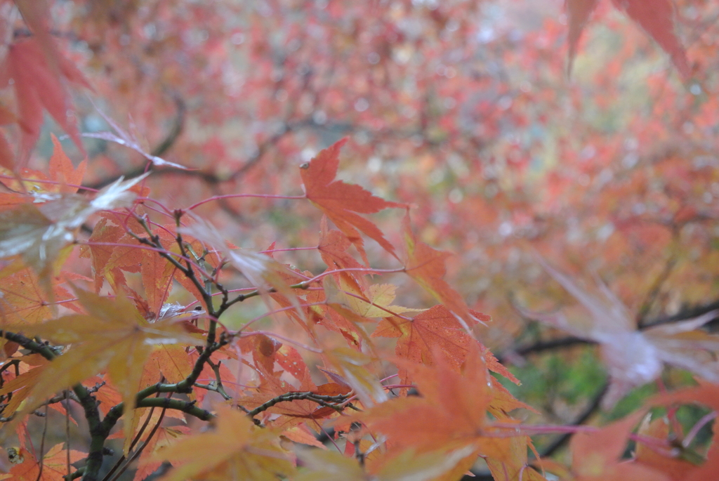 京紅葉