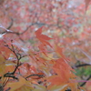京紅葉