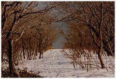 雪解け