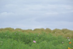 ありふれた幸せ