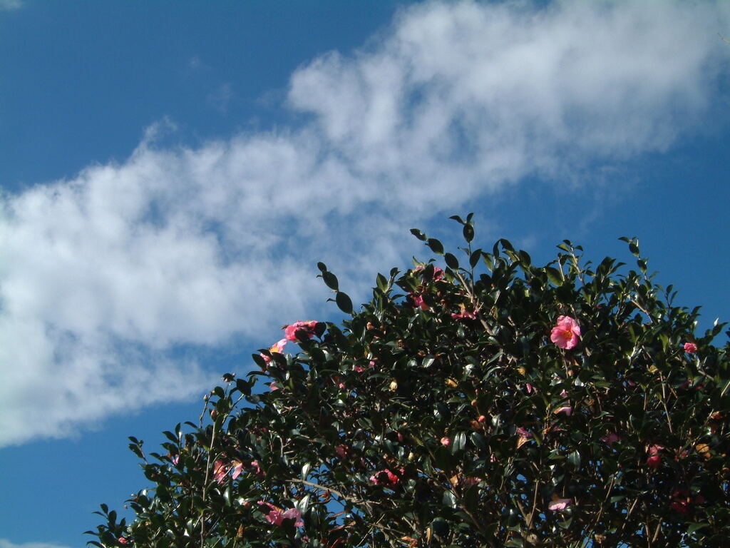 椿一輪