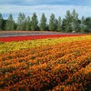 花絨毯