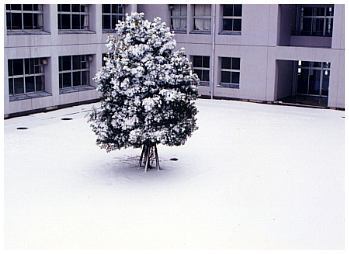 雪の木