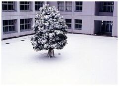 雪の木