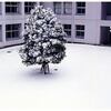 雪の木