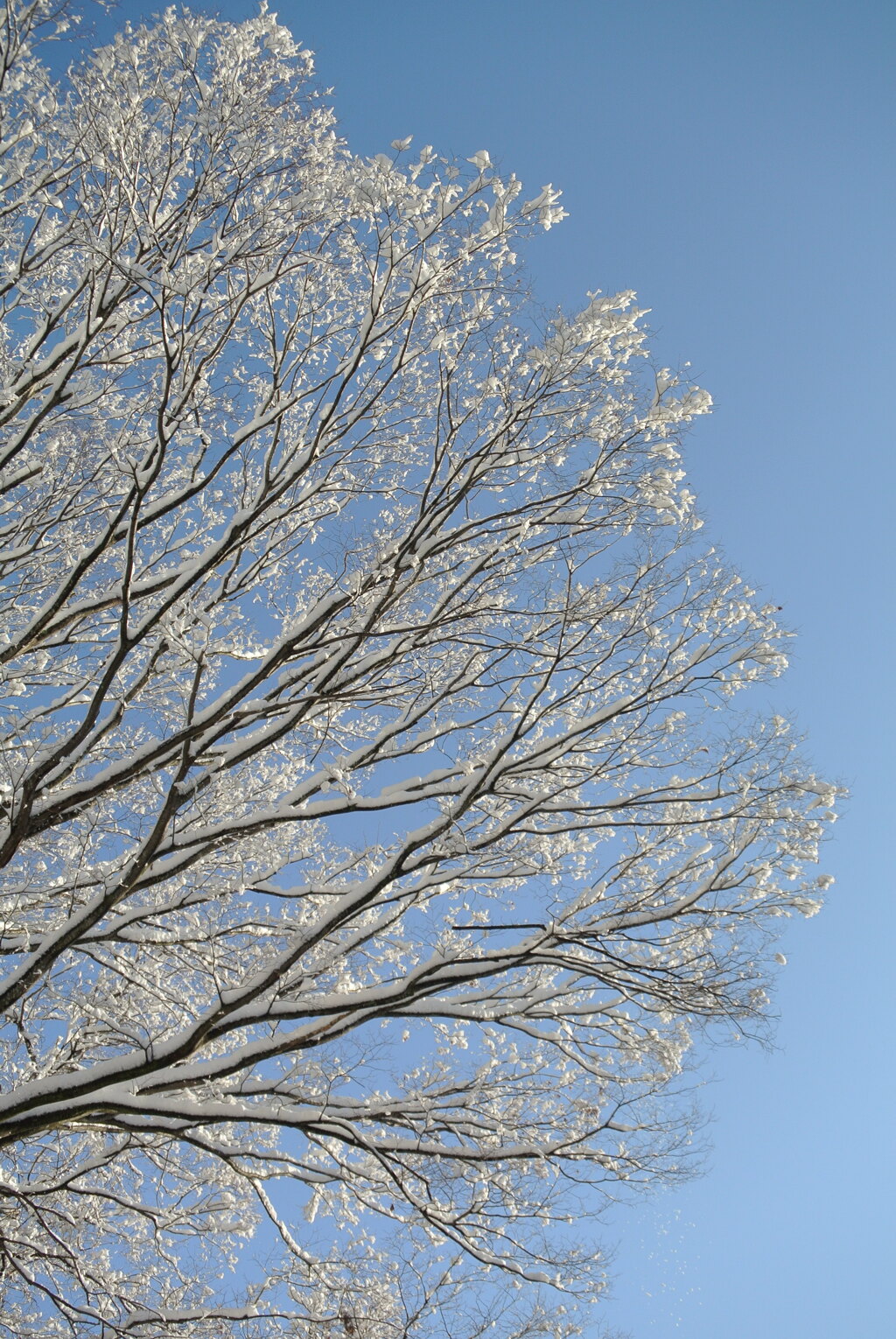 雪花