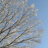 雪花