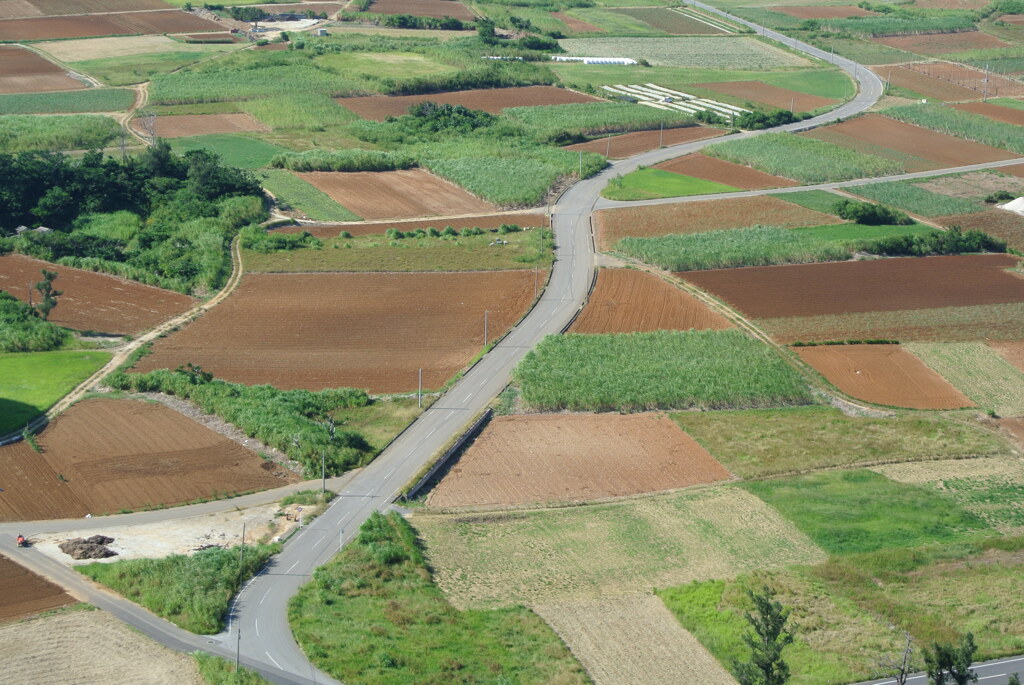 畑を横切る道