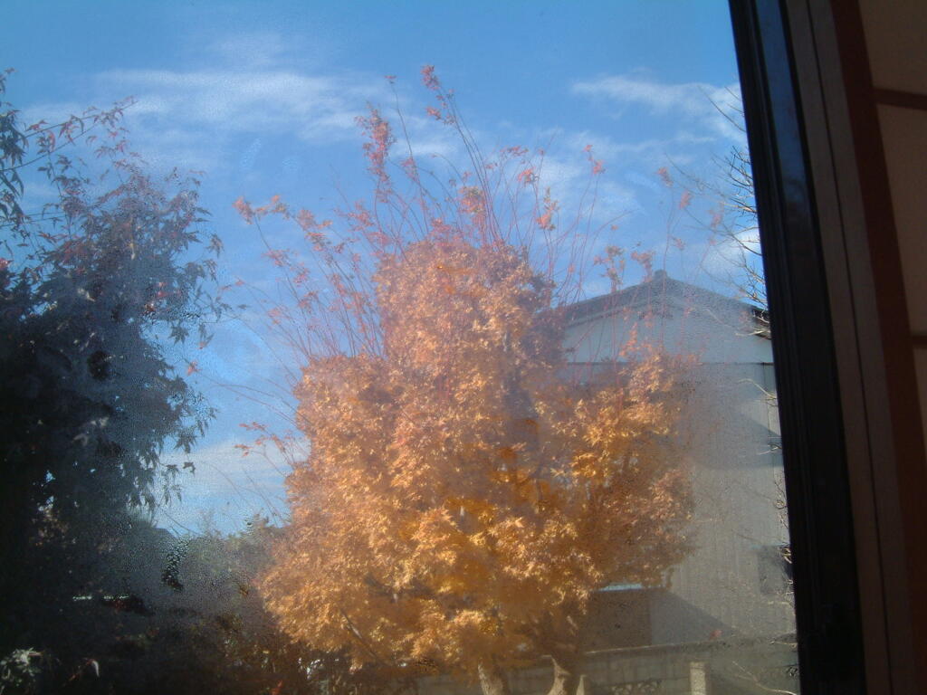 黄紅葉