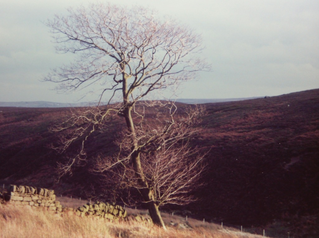 つかの間の日差し