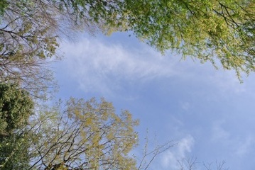 木に囲まれた空