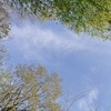 木に囲まれた空