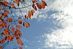 晩秋の空