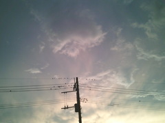鳥のいる電柱