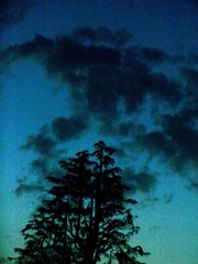 幽霊木に襲いかかる魔物雲