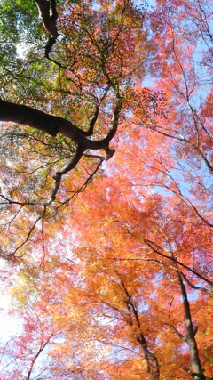 紅葉幻想Ⅴ