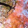 紅葉幻想Ⅴ