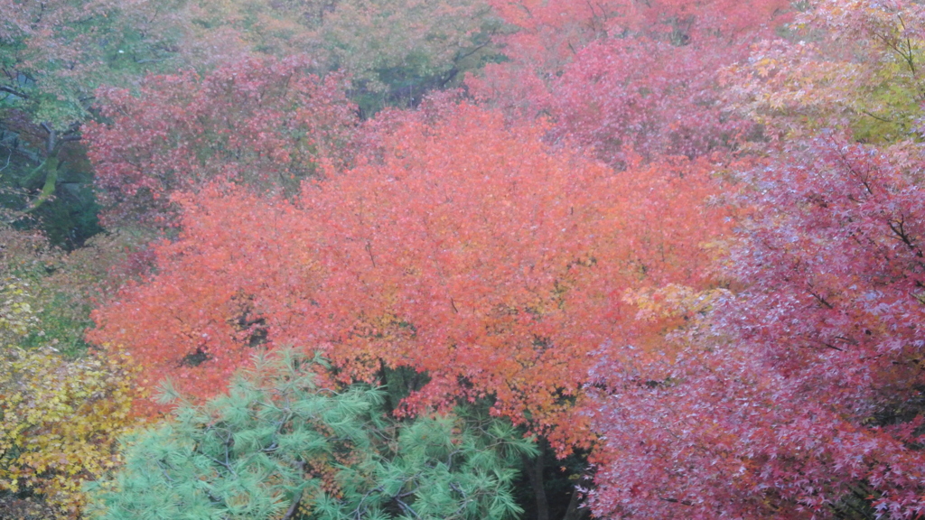 紅葉幻想Ⅵ