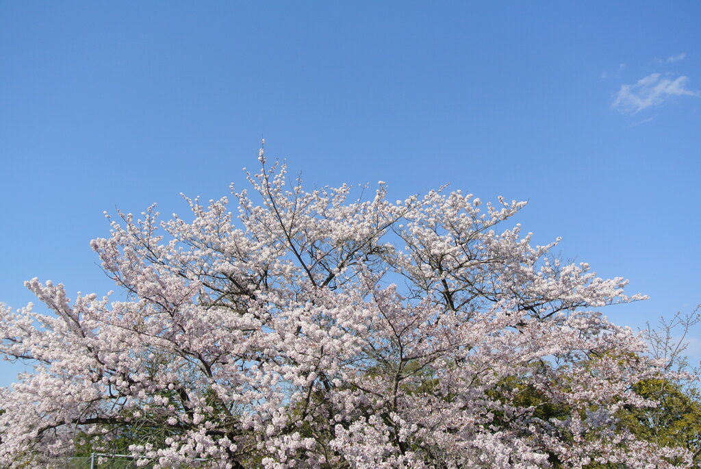 満開