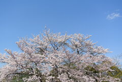 満開