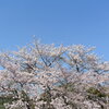 満開