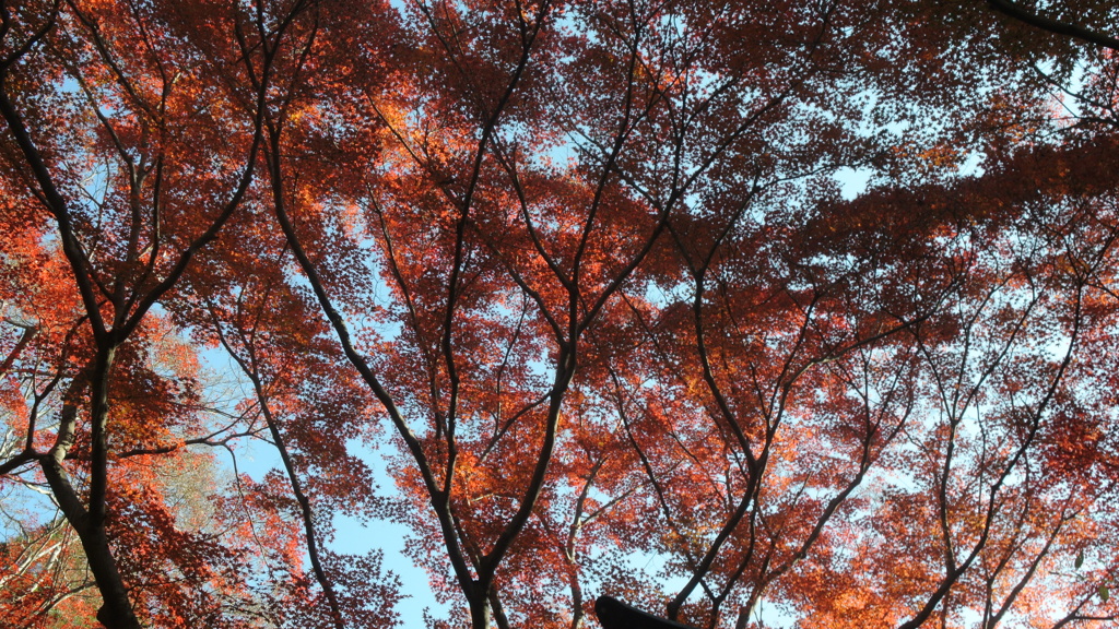 紅葉幻想Ⅲ