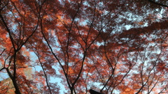 紅葉幻想Ⅲ