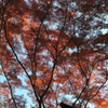 紅葉幻想Ⅲ