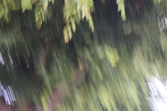 新緑流
