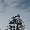 幽霊松