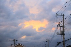 スマホを見るサル