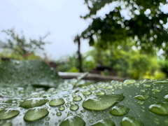 緑雨の香りが庭を包んでいた