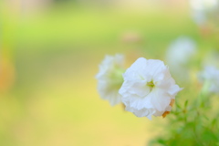 A62D010A-0BFB-498C-BA44-2CCDC09E1B55-128