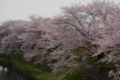 田原川やすらぎの道