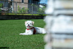 犬